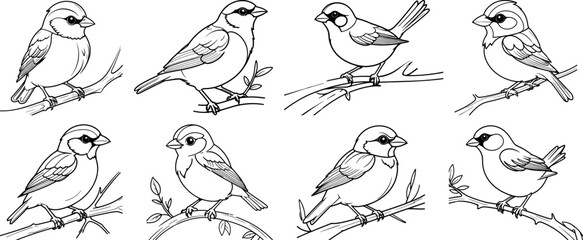 Sparrow hand drawing coloring page and outline vector design