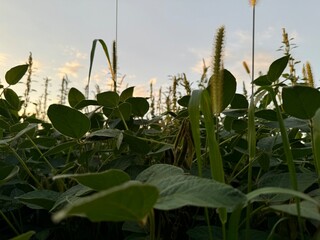 green field