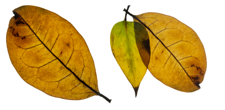 Autumn Leaves Texture. Dry Yellow, Green and Orange Leaves With Visible Veins. Autumn Leaves on a White Backlit Background. Golden Illuminated Autumn Leaves.  - Powered by Adobe