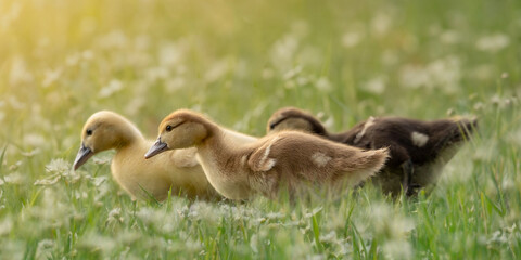 Little baby runner ducks foraging in the spring