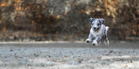 Mixed breed doodle puppy dog running outside in fall or early winter