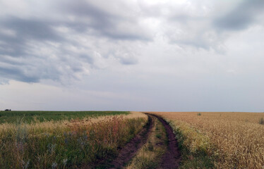 Dirt path winding through fields under a cloudy sky at dusk