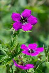 Fototapeta premium Armenian cranesbill (geranium psilostemon) flowers in bloom
