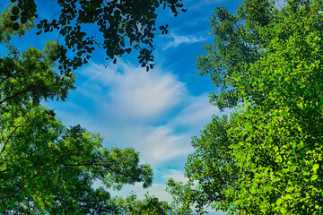 Poznań, Cybina Valley, crowns of tall trees against the sunny sky