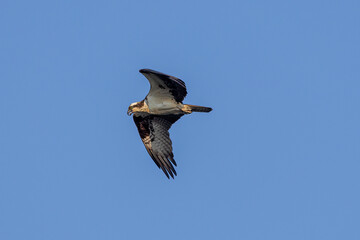 osprey in flight