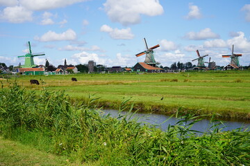 Naklejka premium Green fields and iconic windmills at De Zaanse Schans: A picturesque slice of Dutch countryside where tradition meets natural beauty.