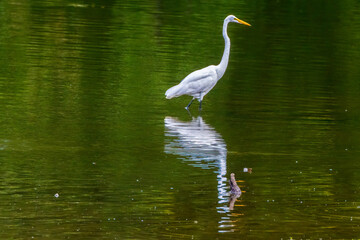 Fototapeta premium snowy egret