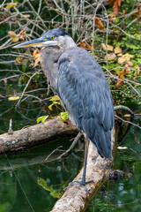great blue heron