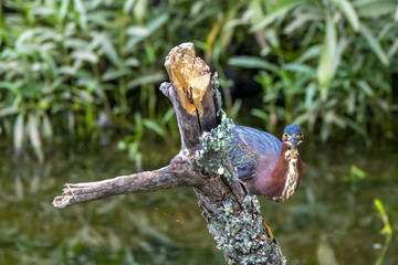 green heron