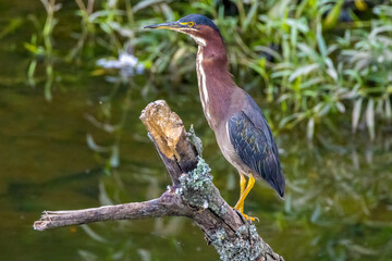 green heron
