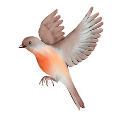 Flying bird with soft brown and gray feathers and vibrant orange breast. Hand drawn watercolor illustration on a white background. Ideal for nature-themed designs, greeting cards, and decorative art.