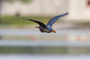 bird in flight