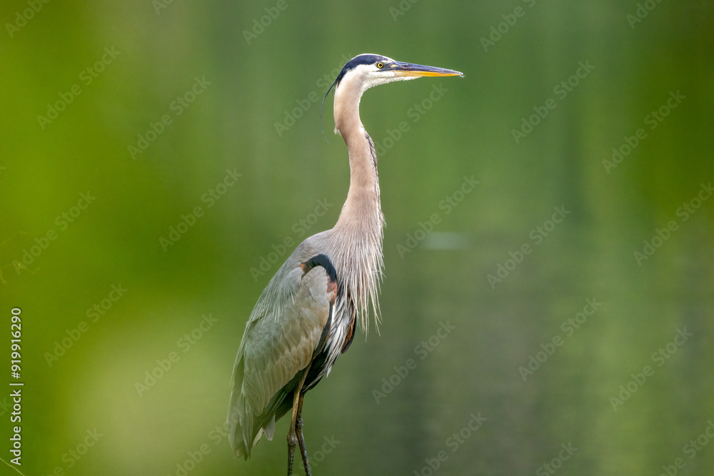 Canvas Prints great blue heron