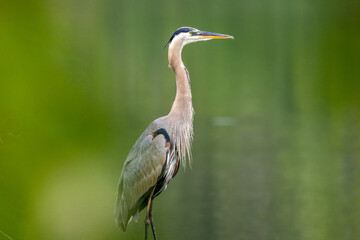 great blue heron