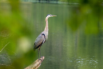 great blue heron