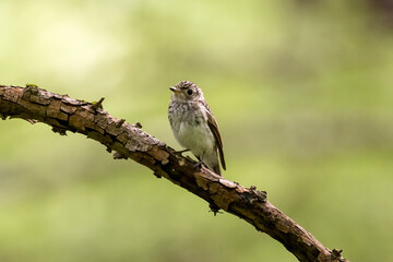 枝にとまるサメビタキの幼鳥