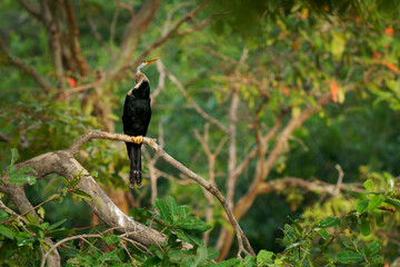 Fototapeta premium Oriental darter Anhinga melanogaster water bird of tropical South Asia called snakebird, long and slender neck with a straight, pointed bill, hunts for fish, sitting in the tree in Sri Lanka