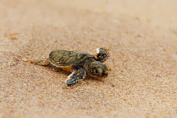 Green sea turtle Chelonia mydas also black (sea) turtle or Pacific green turtle, sea turtle in Cheloniidae. new born hatchling running to the sea, attack of predators