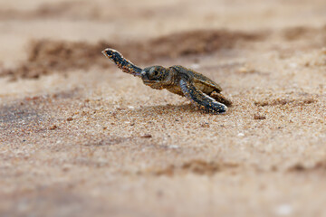 Green sea turtle Chelonia mydas also black (sea) turtle or Pacific green turtle, sea turtle in Cheloniidae. new born hatchling running to the sea, attack of predators