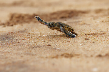Green sea turtle Chelonia mydas also black (sea) turtle or Pacific green turtle, sea turtle in Cheloniidae. new born hatchling running to the sea, attack of predators