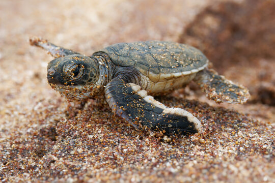 Green sea turtle Chelonia mydas also black (sea) turtle or Pacific green turtle, sea turtle in Cheloniidae. new born hatchling running to the sea, attack of predators