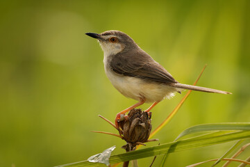 Jungle prinia Prinia sylvatica small passerine bird warbler in Cisticolidae, resident breeder in...