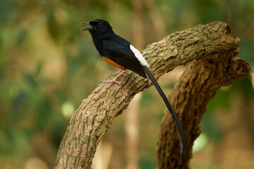 White-rumped Shama - Copsychus malabaricus small passerine bird of the family Muscicapidae in the Sri Lanka forest. Native to densely vegetated habitats in the Indian subcontinent and Southeast Asia