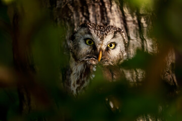 Owl at sunrise. Boreal owl, Aegolius funereus, perched on oak tree hidden by green leaves. Typical small owl with big yellow eyes in first morning sun rays. Known as Tengmalm's owl. Wild bird of prey.
