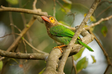 Brown-headed barbet - Psilopogon zeylanicus Asian barbet bird species, inhabits tropical and subtropical moist broadleaf forests, green and brown bird on the branch in Sri Lanka