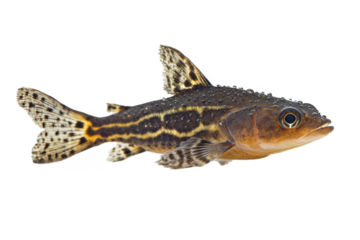 spots black with fish a separated from white and transparent background