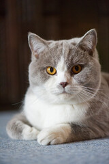 Britisch Kurzhaar Katze in der Fellfarbe Lilac-White