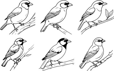 Tanager Black Tanager hand drawing coloring page and outline vector design