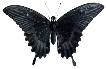 PNG  Elegant black butterfly wall decor