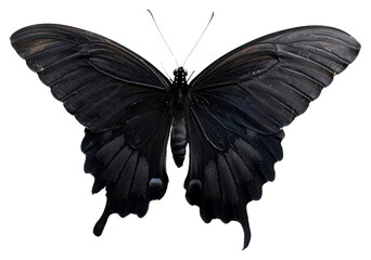 PNG  Elegant black butterfly on white