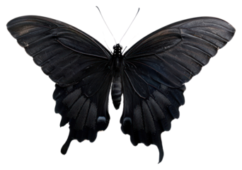 PNG  Elegant black butterfly on white