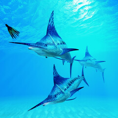 Marlins after Fishing Lure - The Blue Marlin is a popular big game fish for fishermen and inhabits oceans throughout the world.