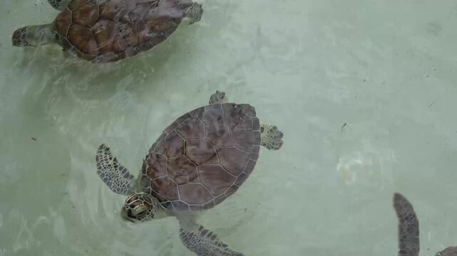 Sea ​​turtle sticking its head out of the water. Sea turtle swimming in a pond. Eretmochelys imbricata. Turtle in captivity. Hawksbill turtle.