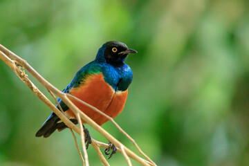Superb starling Lamprotornis superbus perched