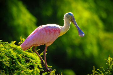 Closeup of a Roseate spoonbill Platalea ajaja perched in a tree