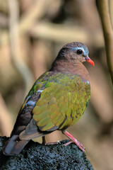 common emerald dove, Asian emerald dove, or grey-capped emerald dove Chalcophaps indica perched