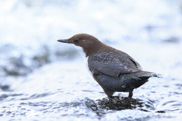 Northern white-throated dipper, cinclus cinclus cinclus, foraging in water