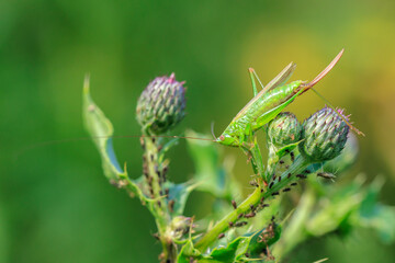 conocephalus fuscus, long-winged conehead bushcricket, resting in a meadow