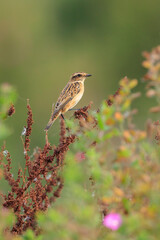 Whinchat, Saxicola rubetra, foraging