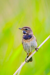 Closeup of a blue-throat bird Luscinia svecica cyanecula singing