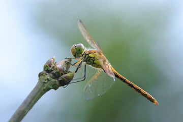Vagrant darter Sympetrum vulgatum resting