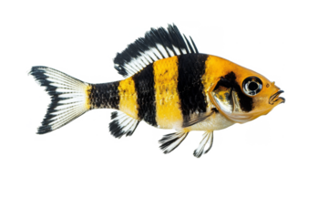 stripes black and fish with separated from white and transparent background