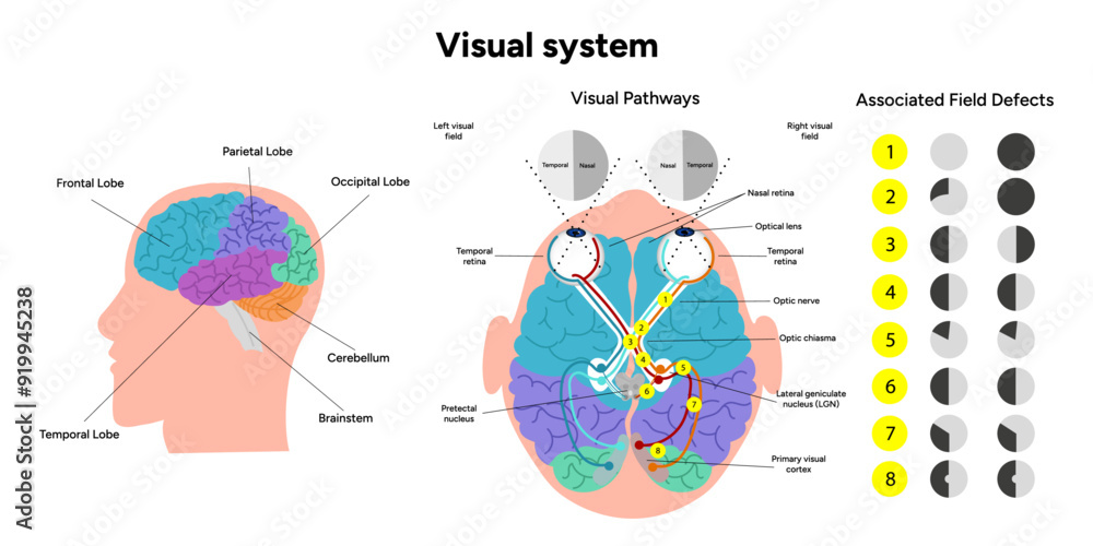 Poster Visual pathway. Human brain and eyes, optic nerves, and visual cortex. Medical diagram