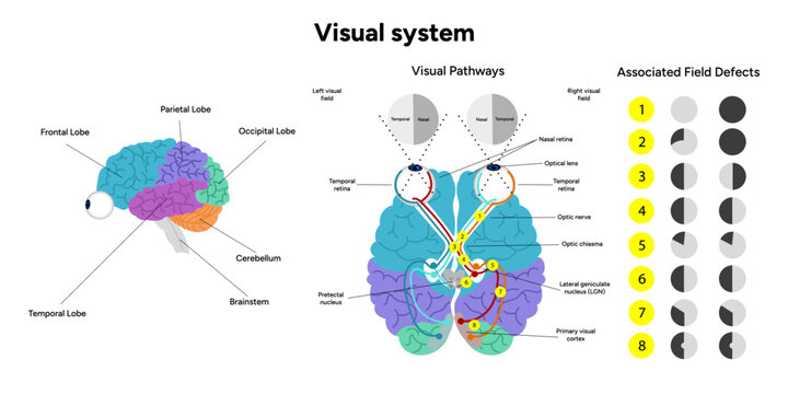 Visual pathway. Human brain and eyes, optic nerves, and visual cortex. Medical diagram