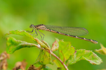 Abstract nature female Enallagma cyathigerum, common blue damselfly, common bluet, or northern bluet
