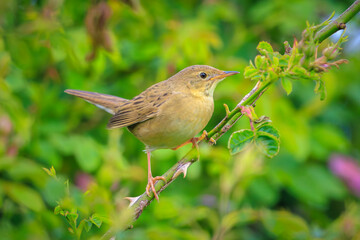 Singing Common Grasshopper warbler bird Locustella naevia in search for a mate during spring season